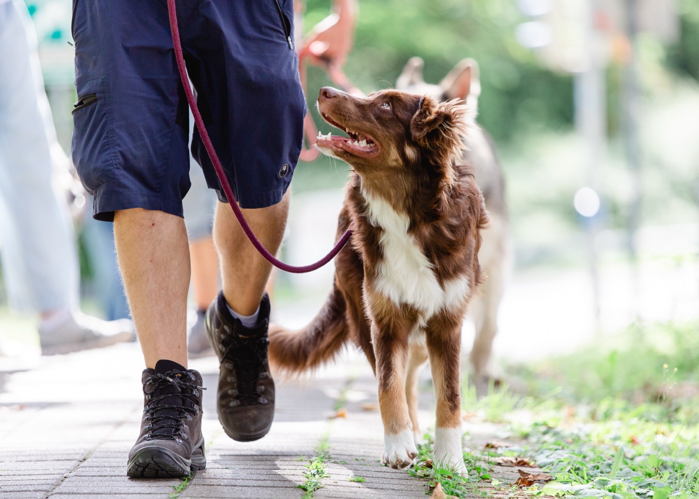 Alltag mit Hund