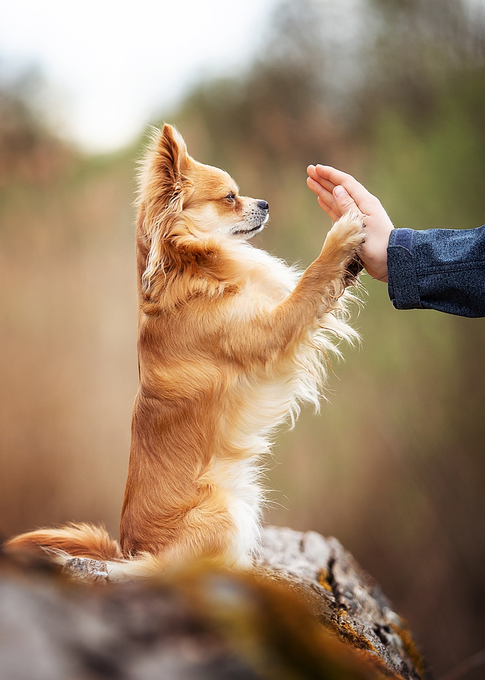 Trainerhund