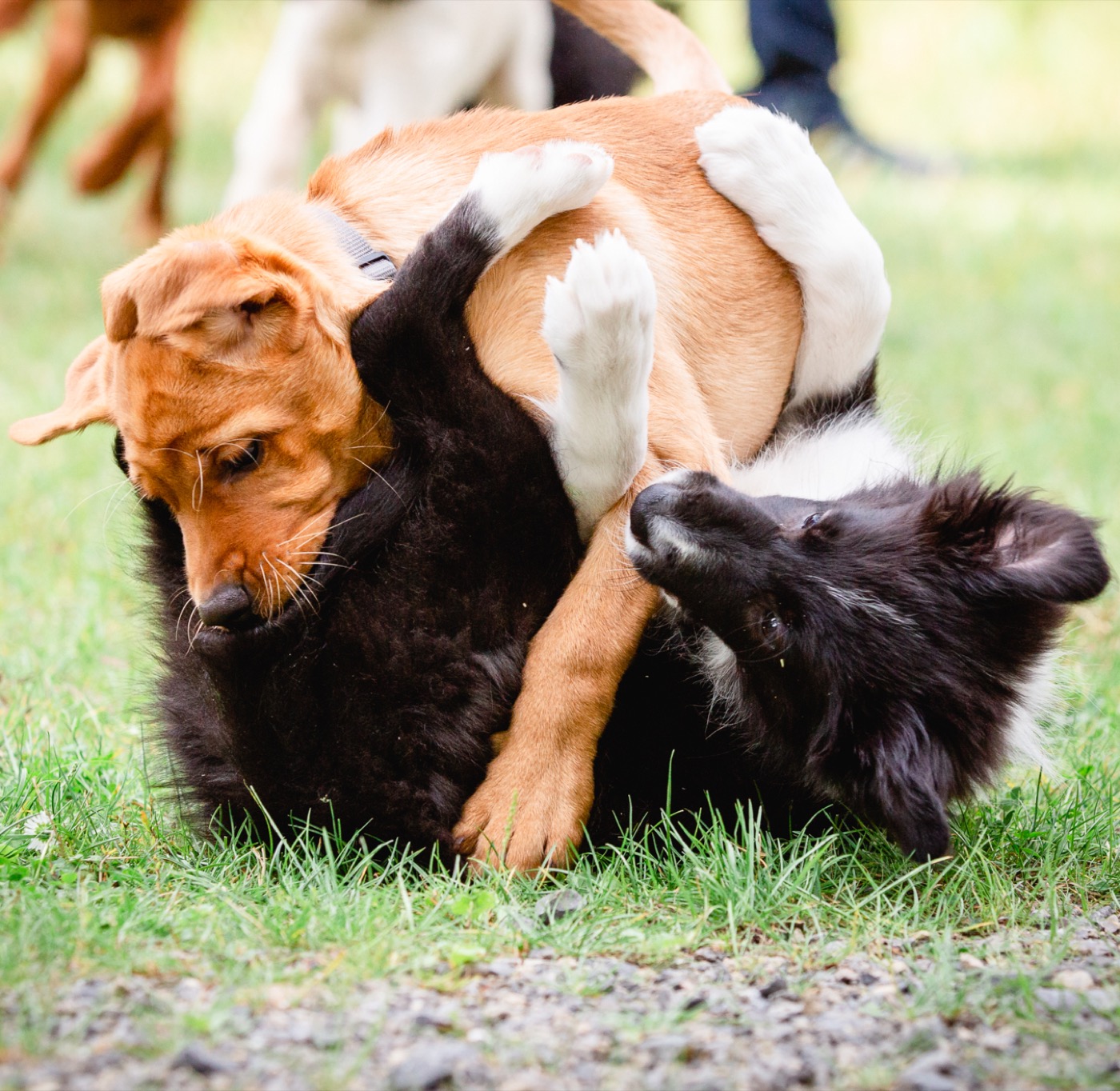 Hundeschule unterwegs